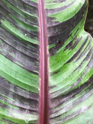 Musa sikkimensis bengal - musa,