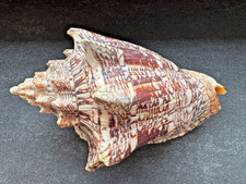 Voluta Ebraea 165mm - Brazil -