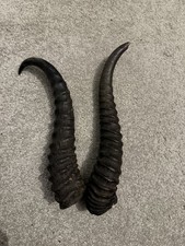 Vintage spiral antelope horns - spiral,