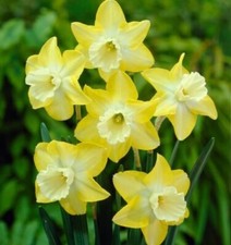 10 Hillstar Miniature Daffodil