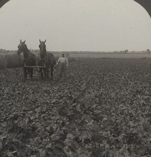 Horse Drawn Cultivator Sugar