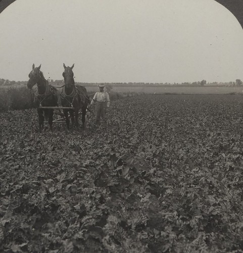 Horse drawn cultivator sugar - cultivator,
