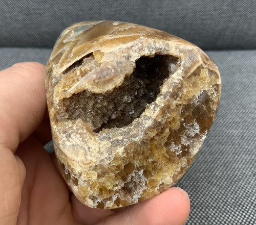 Polished ammonite section - 3d,