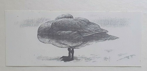 Sleeping swan bird print - bird,