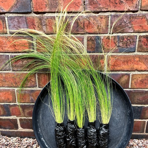 Mature feather grass plug - x,