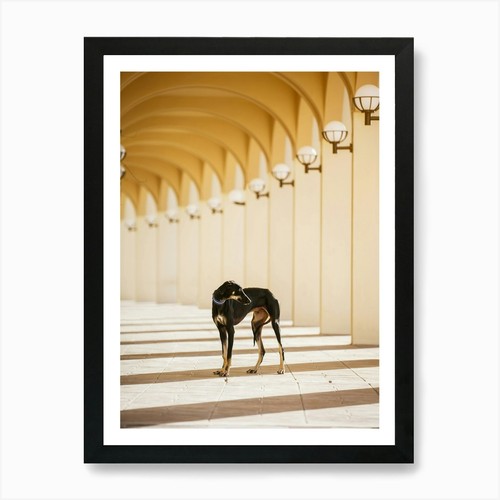 Saluki puppy abu dhabi mina - abu,