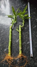 x2 20cm Lucky Bamboo Stem