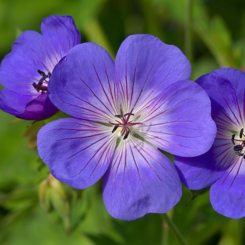 Perennial geranium rozanne - geranium,