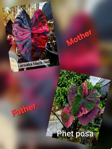 Colocasia hybrid seeds - seeds, –