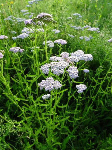 Common yarrow bulk - common,