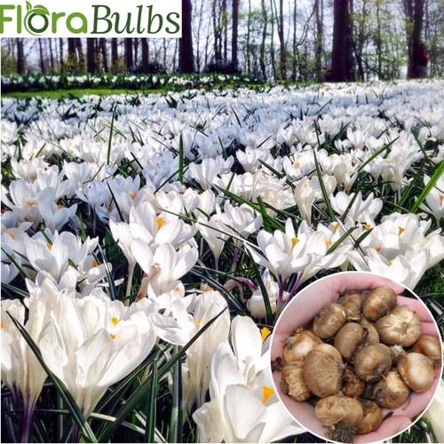 Crocus bulbs white large - ',