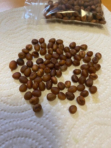 250 washingtonia palm seeds - washingtonia,