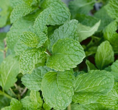 Garden mint perennial - mint,
