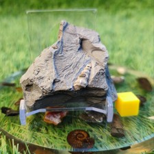 UK Gastropod fossil North