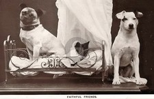 c1915 Pug Dog & Jack Russell