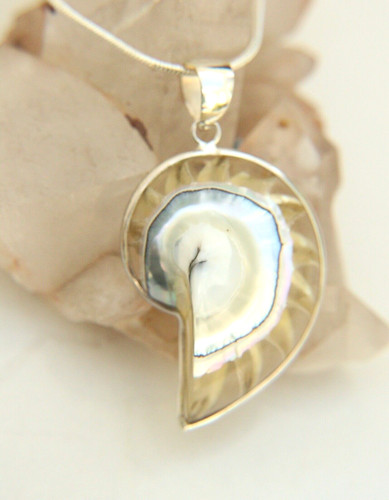 Small clear nautilus shell - small,