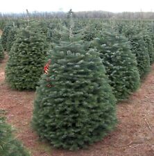 5 NORDMAM FIR TREE SEEDS CHRISTMAS TREE SEEDS