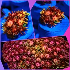 SHA Ultra Rainbow Goniopora FRAG LPS Coral