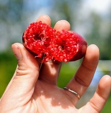 Red Finger Lime Tree - 30"-40"