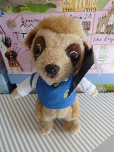 Compare the market meerkat - the,