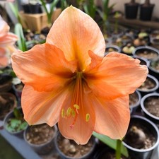 Amaryllis Rilona Winter