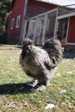 6+ Silkie Chicken Fertile