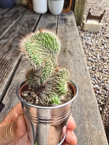 Cristata cleistocactus - cristata', or