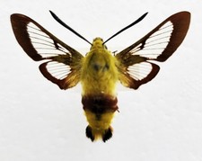 🦋 Broad‑bordered Bee