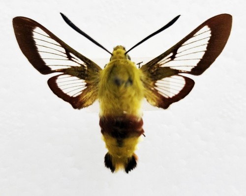 Broad bordered bee - 🦋, broad‑bordered
