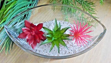 Mini succulents zen - mini,