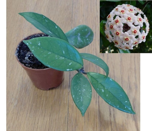 Hoya carnosa - (wax, plant)