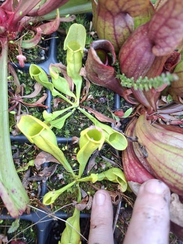 Sarracenia purpurea - sarracenia,
