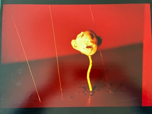 Signed david lynch - lynch,
