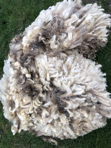 Cheviot whole fleece wool - x,