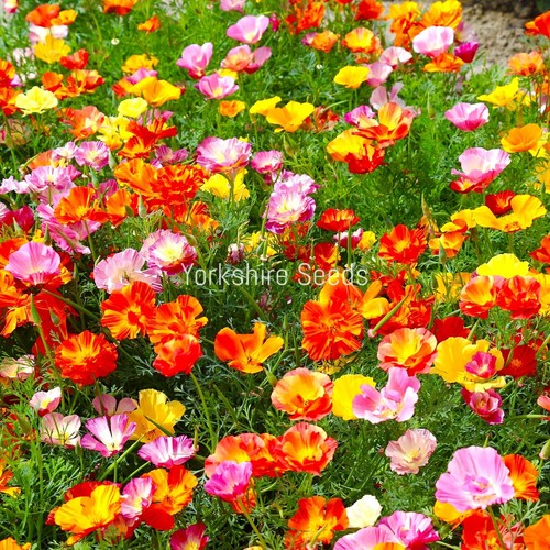 2200x california poppy mix - 2200x,