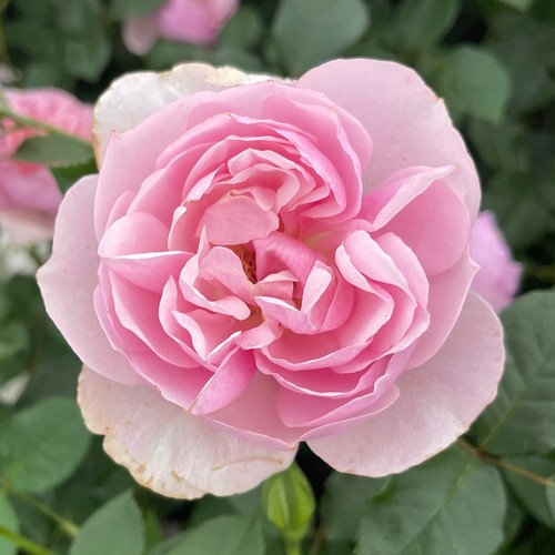 Floribunda rose thank - thank, you,