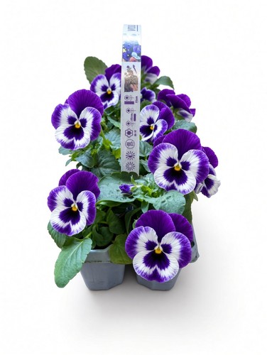 Purple pansy plants - purple,