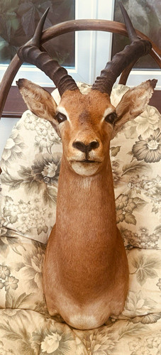 Taxidermy impala ram mount - ram,