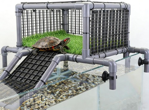 Extra large turtle - extra, basking