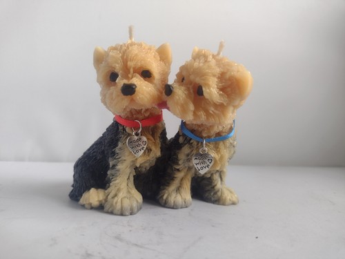 Pair yorkshire terrier - pair, of