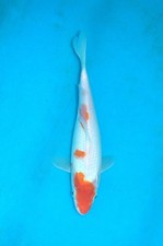 12" Tancho Kohaku Koi Carp A*