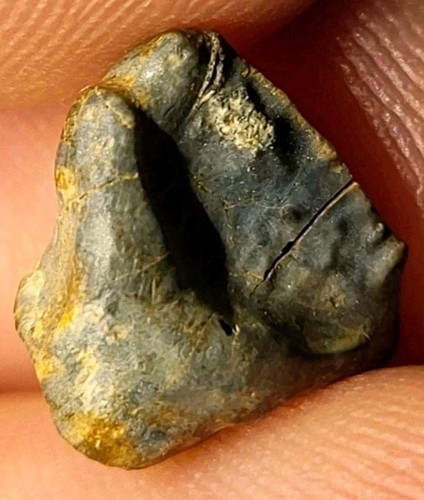 Ankylosaur nodosaur tooth - ankylosaur, /nodosaur