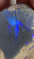 Huge N6 Nobby of Allawah Field