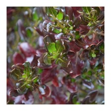 Coprosma Pacific Night 10 Litre pot Shrub Glossy Burgundy Foliage Coastal