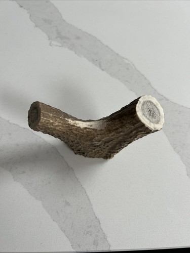 Single red deer stag antler - red,