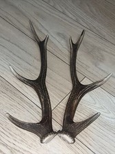 PAIR OF SIKA DEER ANTLERS