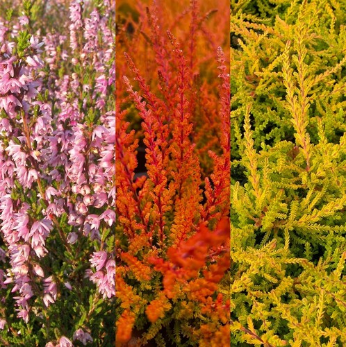 Mixed heather plants - mixed,