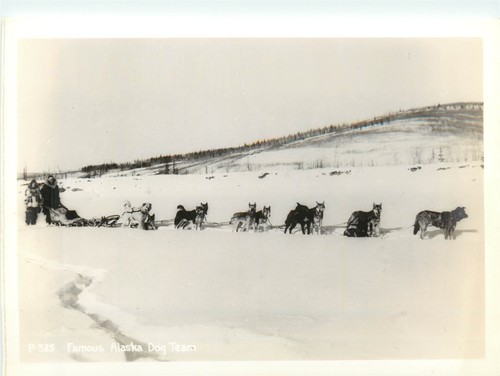 Dog sled team - alaska, #589