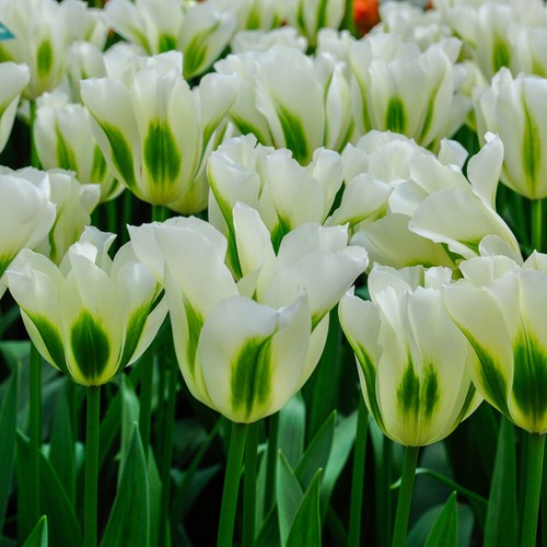 Tulip spring green bulbs - spring, green,