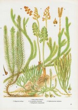 Vintage fern print, plant